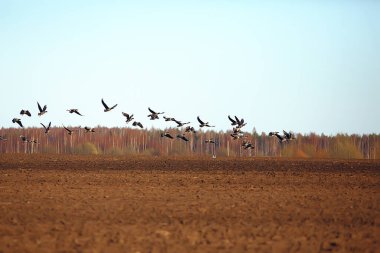 Göçmen kuşlar tarlada kaz sürüsü, mevsimsel göçler, avlanma
