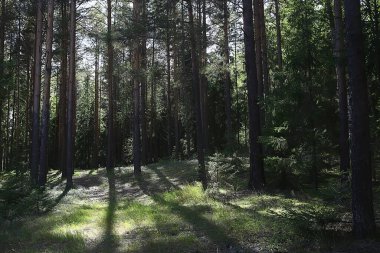 Güneş, kozalaklı ormanlarda, soyut manzara yaz ormanlarında, güzel vahşi doğada ışıldıyor.