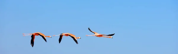Стадо Фламинго Необычные Розовые Птицы Путешествия Фламинго — стоковое фото
