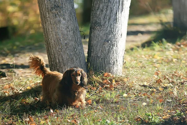 Bonito Cão Animal Estimação Amor Cuidado Conceito — Fotografia de Stock
