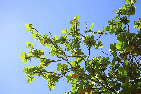 Abstrakt Palm Blad Sol Bakgrund Aktiv Sommarsemester Till Havs — Stockfoto