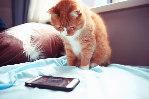 Gatto Sta Guardando Smartphone Carino Gatto Rosso Guarda Video Telefono — Foto Stock