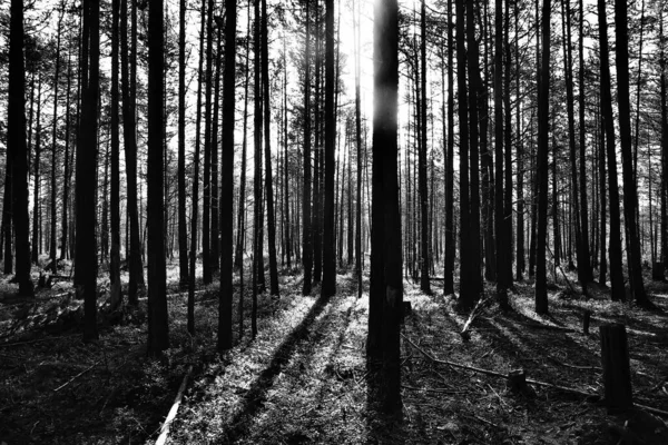 Kozalaklı orman manzarasında sonbahar, sonbahar sarı ormanının soyut manzarası, güzel doğa.