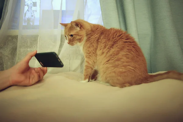 cat is watching smartphone, cute red cat watch video on the phone