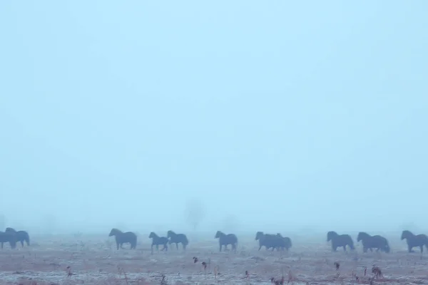 Astratto Sfondo Sfocato Inverno Cavalli Campo Innevato Paesaggio Neve Una — Foto Stock