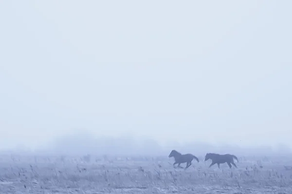 抽象的な冬の背景 雪原の風景の馬 農場の雪 — ストック写真