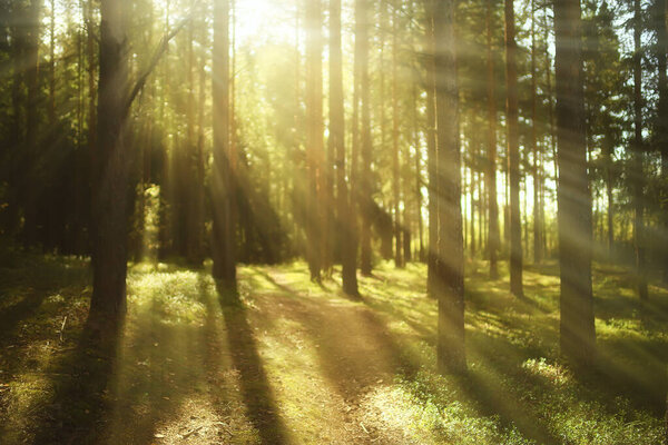 Sun rays in coniferous forest, abstract landscape summer forest, beautiful wilderness nature