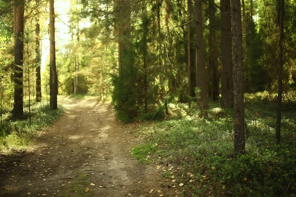 Rayons Soleil Dans Forêt Conifères Paysage Abstrait Forêt Été Belle — Photo