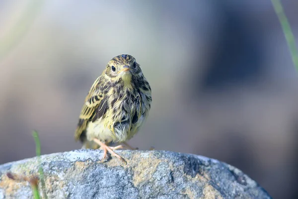 小货车尾鸟 野生动物鸟 坐在石头上 — 图库照片