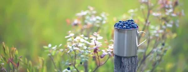 Blaubeeren Einem Eisernen Becher Wald Wandern Hintergrund Vitamine Nördliche Beeren — Stockfoto