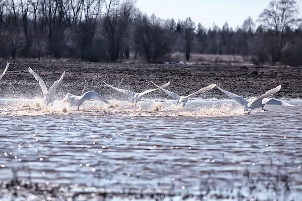 Zugvögel Schwarm Von Gänsen Auf Dem Feld Landschaft Saisonale Migration — Stockfoto