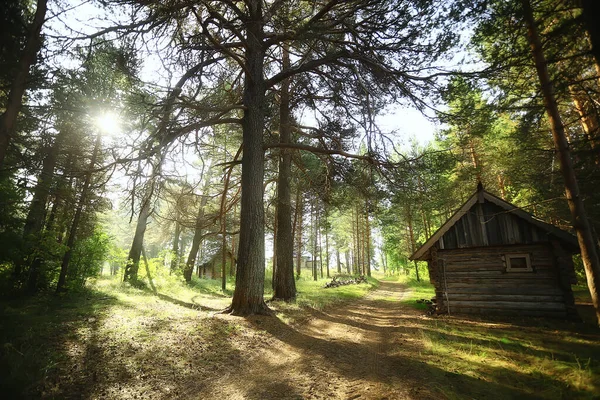 Zajęcia Świeżym Powietrzu Turystyka Dom Wakacyjny Sosnowym Lesie Letni Krajobraz — Zdjęcie stockowe