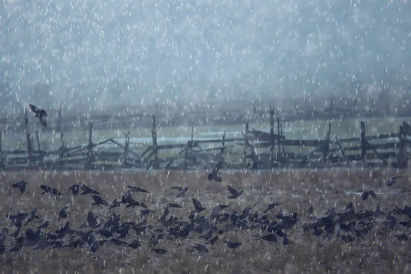 autumn landscape flying crows flock, stress concept autumn rain, flying black birds