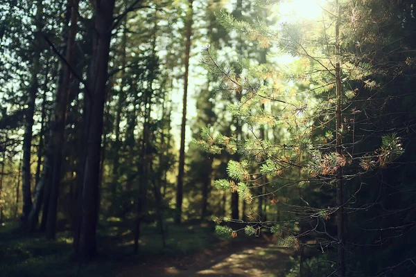Güneş Kozalaklı Ormanlarda Soyut Manzara Yaz Ormanlarında Güzel Vahşi Doğada — Stok fotoğraf