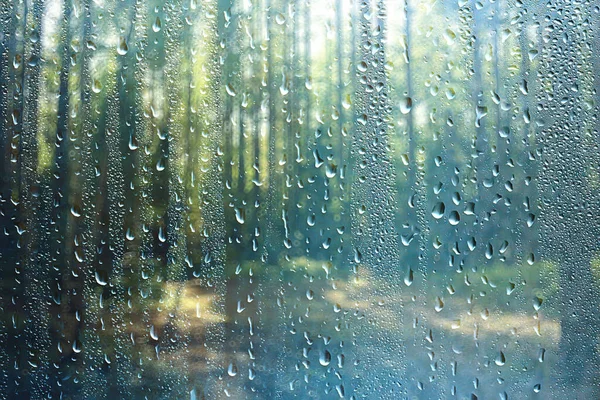 Été Forêt Paysage Pluie Gouttes Abstrait Fond Humide Parc Pluie — Photo