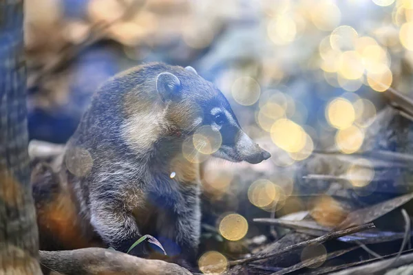 Wildnosoha Amerikanischer Waschbär Tier Freier Wildbahn — Stockfoto