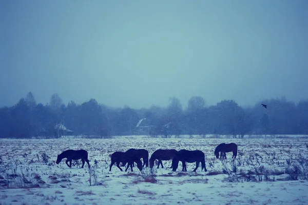 抽象的な冬の背景 雪原の風景の馬 農場の雪 — ストック写真