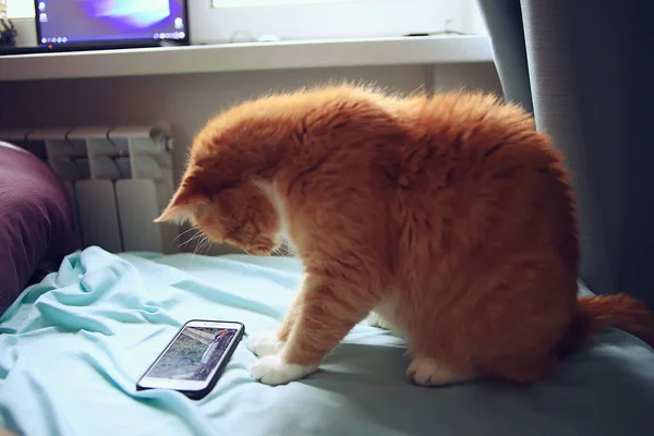 Кошка Смотрит Смартфон Милая Рыжая Кошка Смотрит Видео Телефоне — стоковое фото
