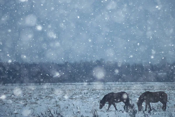 抽象的な冬の背景 雪原の風景の馬 農場の雪 — ストック写真