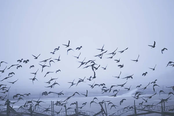 Autunno Paesaggio Stormo Uccelli Neri Concetto Tristezza Autunno Nebbia Sfondo — Foto Stock