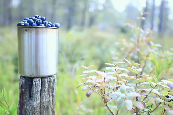 Blaubeeren Einem Eisernen Becher Wald Wandern Hintergrund Vitamine Nördliche Beeren — Stockfoto