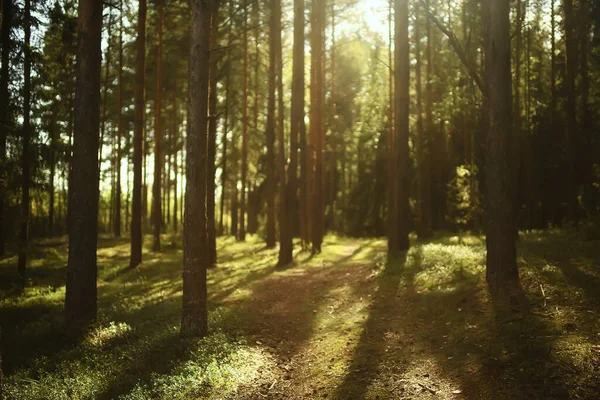 Zonnestralen Naaldbos Abstracte Landschap Zomer Bos Prachtige Wildernis Natuur — Stockfoto