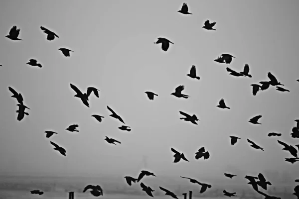 Abstrait Fond Flou Troupeau Oiseaux Noirs Vol Concept Tristesse Stress — Photo