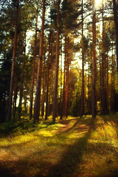 Raios Sol Floresta Coníferas Paisagem Abstrata Floresta Verão Bela Natureza — Fotografia de Stock