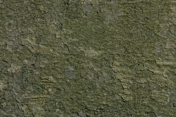 カビの石膏古い壁汚れたカビの感染症 — ストック写真
