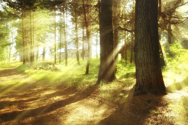 Rayons Soleil Dans Forêt Conifères Paysage Abstrait Forêt Été Belle — Photo