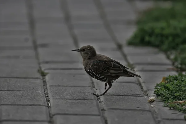 Star Grasmücke Wildtier Makro Portraitvogel — Stockfoto