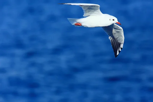 Gabbiano Vola Sopra Mare Concetto Vacanze Mare Estate Libertà Volo — Foto Stock