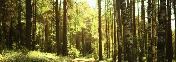 Paisagem Verão Floresta Brilho Sol Bokeh Desfocado Fundo Visão Abstrata — Fotografia de Stock