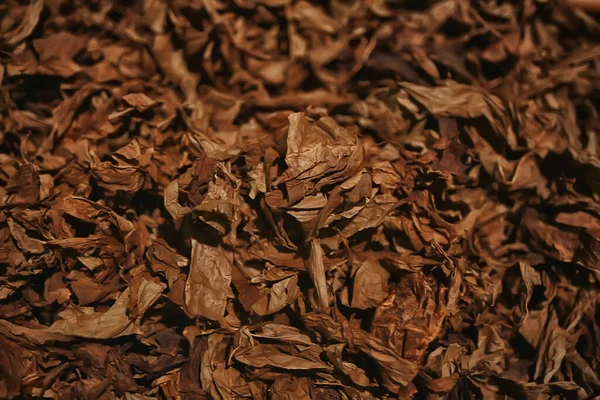 Bakgrund Struktur Tobak Löv Torr Gula Blad För Rökning Produktion — Stockfoto