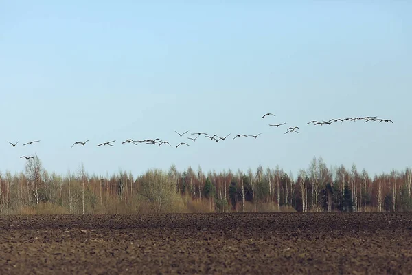 Stado Ptaków Wędrownych Gęsi Polu Sezonowa Migracja Krajobrazu Ptaków Polowanie — Zdjęcie stockowe