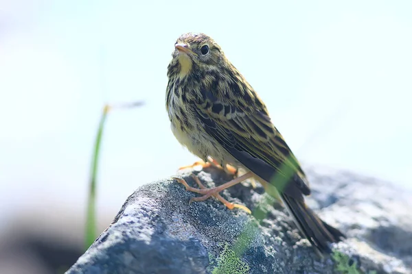 Pollito Pájaro Wagtail Pájaro Salvaje Sentado Una Piedra —  Fotos de Stock