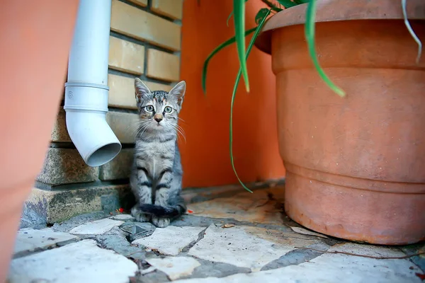 Lindo Gato Feliz Mascota Esponjosa Cuidado Concepto Amor —  Fotos de Stock