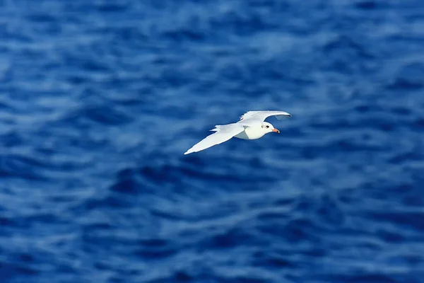 Seagull Flies Sea Concept Sea Vacation Summer Bird Freedom Flying — Stock Photo, Image