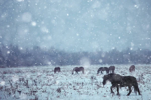 Astratto Sfondo Sfocato Inverno Cavalli Campo Innevato Paesaggio Neve Una — Foto Stock