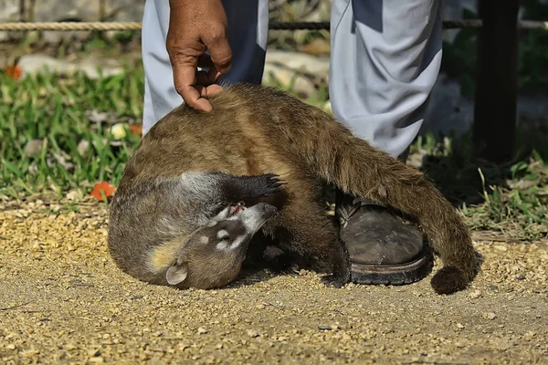 Nasenbär Der Natur Niedlicher Waschbär Zoo — Stockfoto