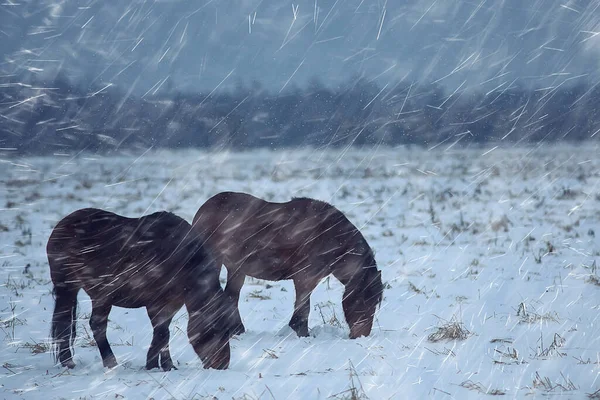 抽象的な冬の背景 雪原の風景の馬 農場の雪 — ストック写真