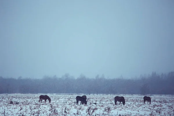 Αφηρημένο Θολό Φόντο Του Χειμώνα Άλογα Ένα Χιονισμένο Τοπίο Τομέα — Φωτογραφία Αρχείου