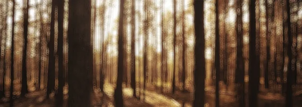 landscape summer forest glare sun bokeh blurred background, abstract view of trees