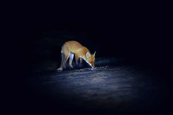 Fox camera trap wildlife animal at night