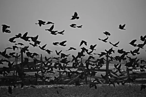 Abstrait Fond Flou Troupeau Oiseaux Noirs Vol Concept Tristesse Stress — Photo