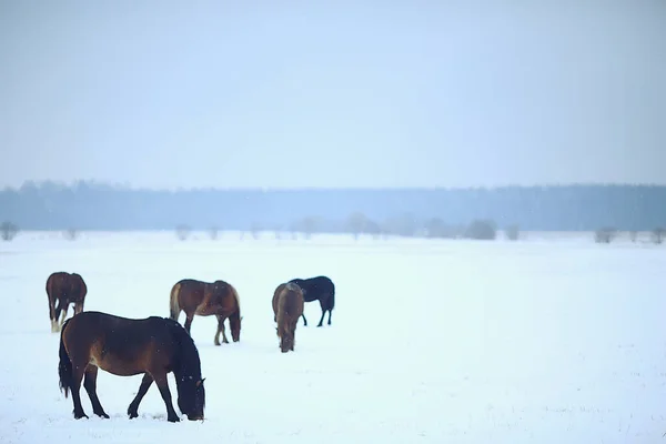 Abstraktní Rozmazané Zimní Pozadí Koně Zasněžené Krajině Sníh Farmě — Stock fotografie