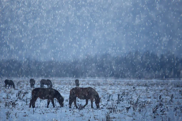 Абстрактний Розмитий Зимовий Фон Коні Сніжному Польовому Пейзажі Сніг Фермі — стокове фото