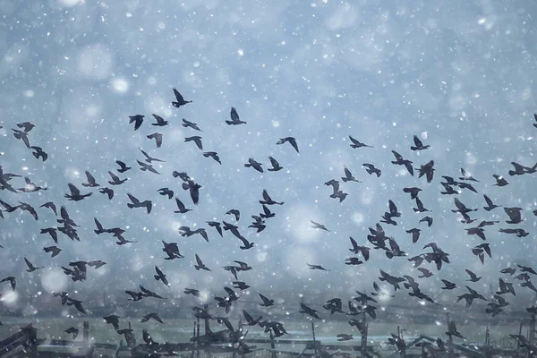 Aves Negras Rebanho Voo Clima Inverno Neve Conceito Estresse Depressão — Fotografia de Stock