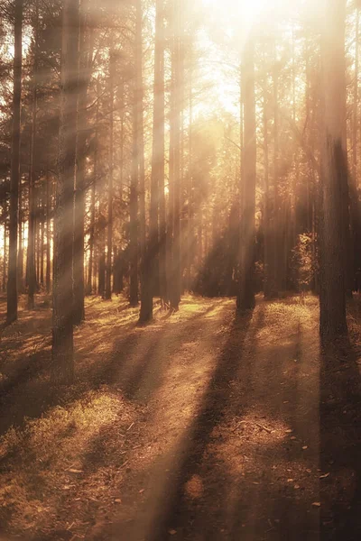 Höst Barrskogslandskapet Abstrakt Utsikt Över Höstens Gula Skog Vacker Natur — Stockfoto