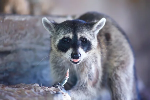 Wild Nosoha American Raccoon Animal Wild — Stock Photo, Image